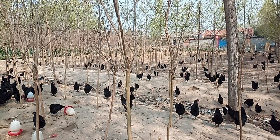 沭阳县土鸡蛋 食用 箱装