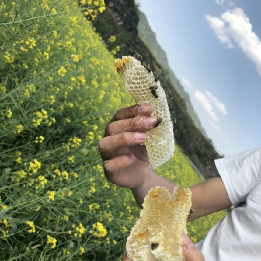 纳雍县油菜蜜 桶装 2年以上 90%以上