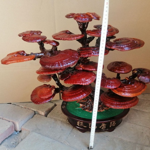 冠县造型灵芝  观赏艺术盆景，厂家直销，量大从优