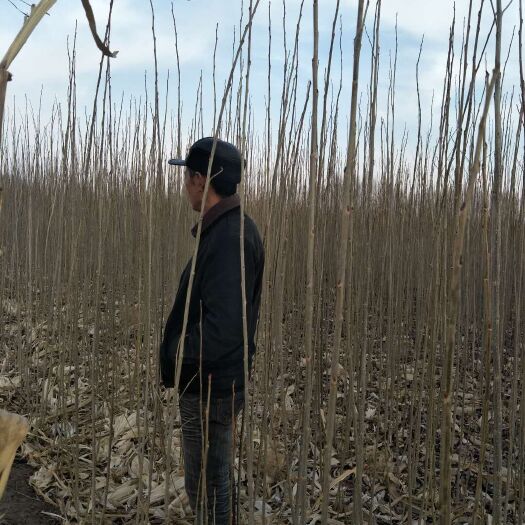 开鲁县杨树苗