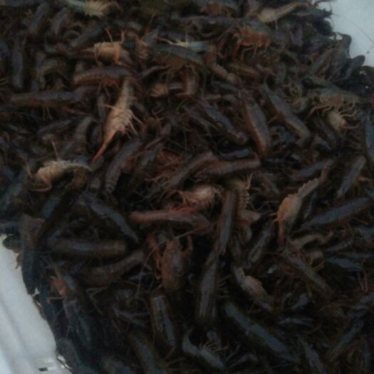 沅江市洞庭湖小龙虾 4-6钱 稻田虾