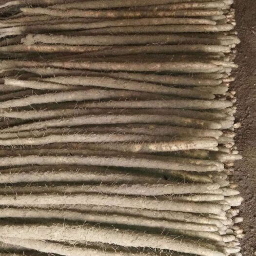 蠡县毛山药    子药，铁棍 河北省保定市蠡县 70~90cm