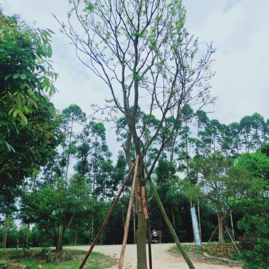 阳江沙朴