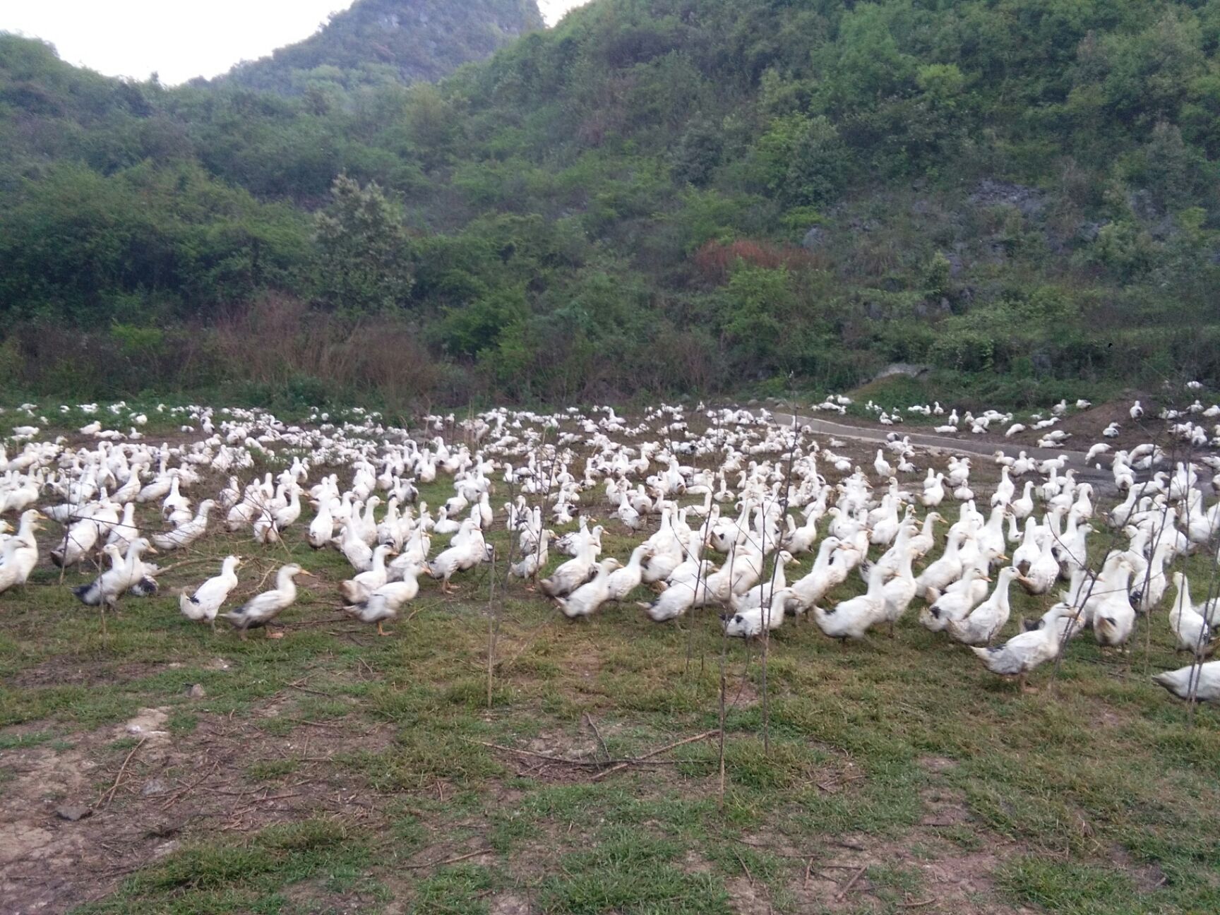 花边鸭 4-5斤 统货 半圈养半散养