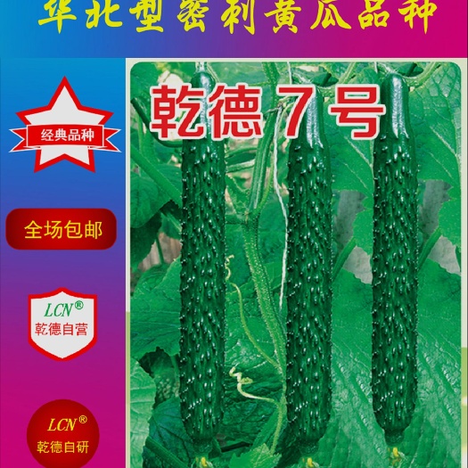 寿光市乾徳7号 越夏黄瓜