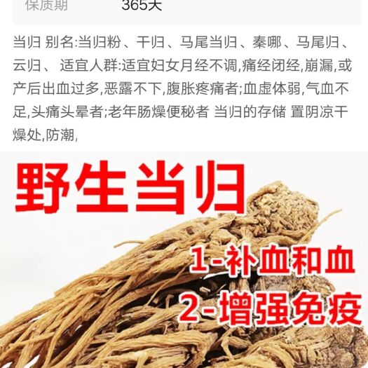岷县 当归苗