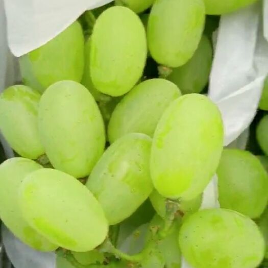 饶阳县维多利亚葡萄 1-1.5斤 10%以下 1次果
