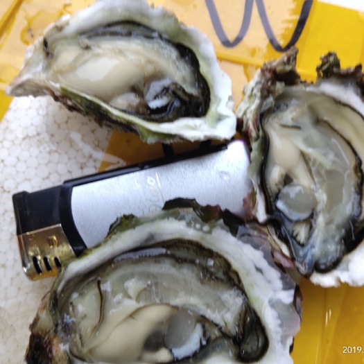 漳浦县花蚬 牡蛎