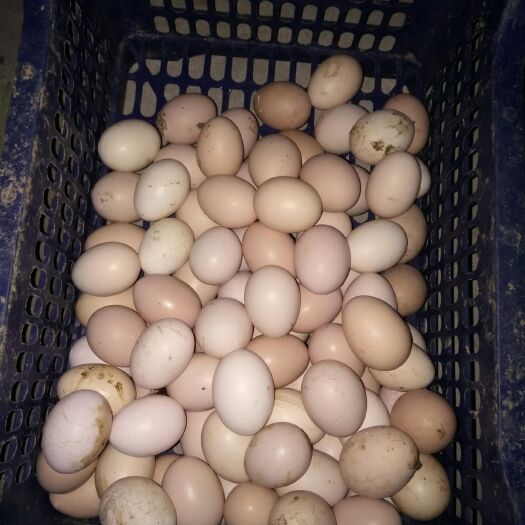 洞口县土鸡蛋 食用 箱装