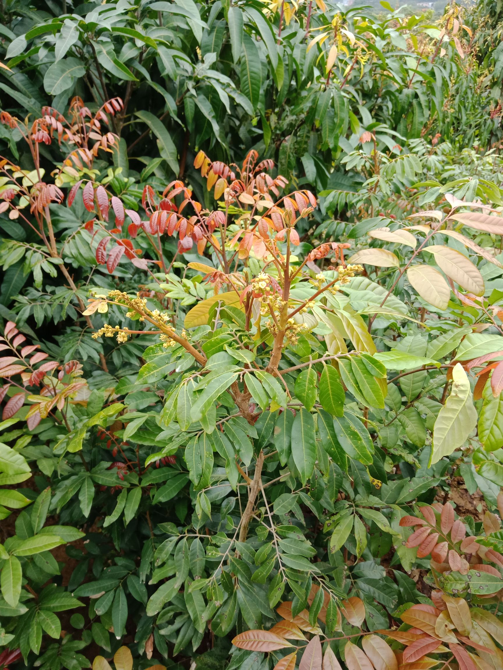 四季蜜龙眼苗  5年苗地径2公分大带土球发货的