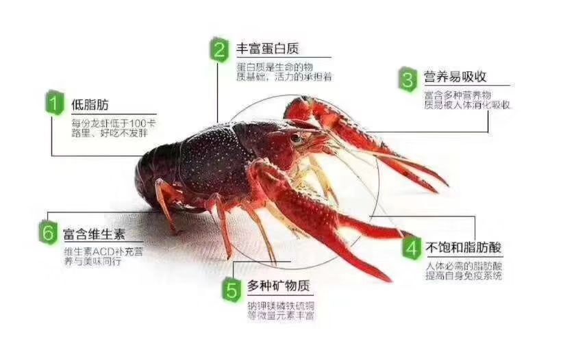 枞阳县安徽小龙虾 9钱以上 湖虾