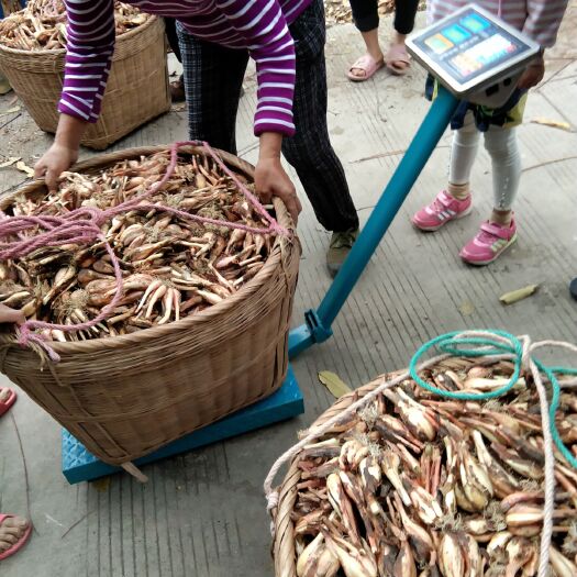 威远县香葱