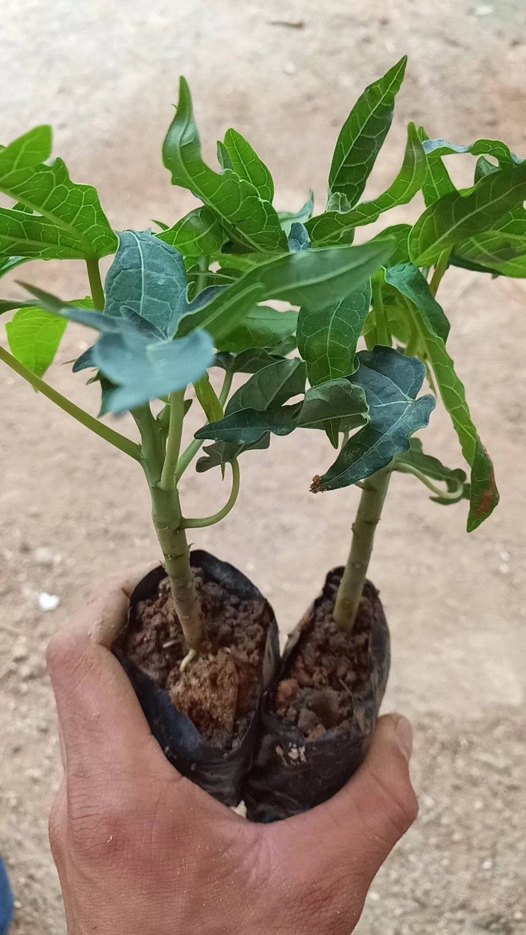 木瓜幼苗图片