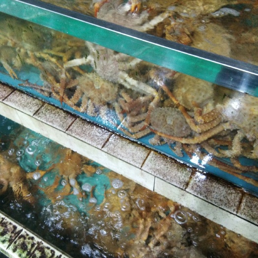 上海帝王蟹 母蟹 3.0-3.5两