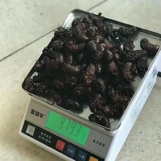 广州蝉蛹 知了猴，支持代卖，地方大，可以和电商合作发货