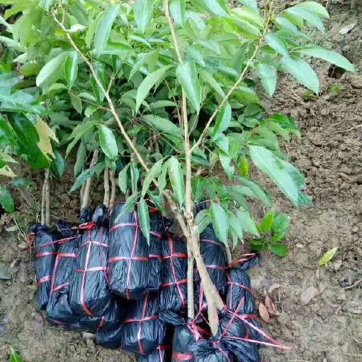 灵山县桂味荔枝苗
