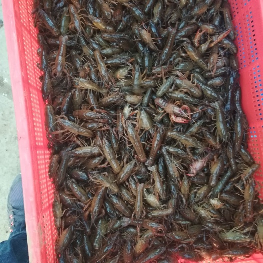 金湖县江苏龙虾 小青2-4钱
