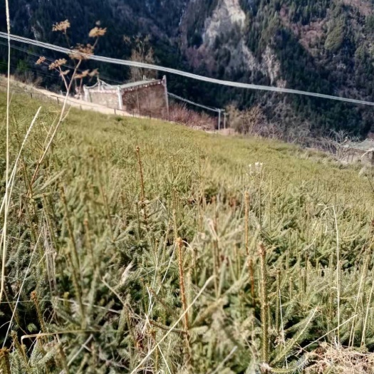 小金县杉木树苗