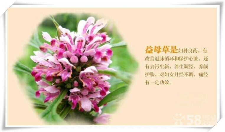 宾阳县益母草 中药材产地资源 人工晾晒 优质