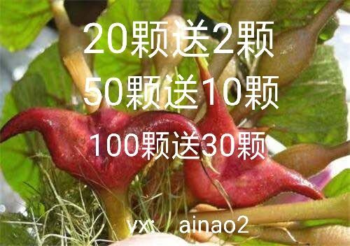 沭阳县菱角种子，大青菱，红菱基地直发