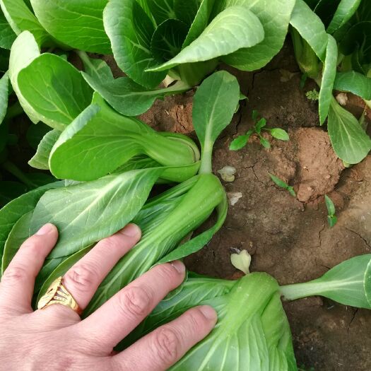 曹县北方小油菜 1~2两