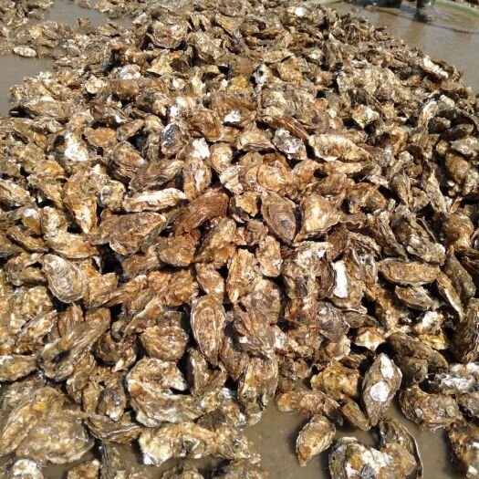 荣成市乳山牡蛎 人工养殖 3-4两/只