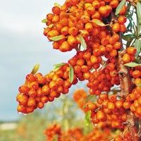 阜新沙棘苗  批发零售大量，大果沙棘深秋红，