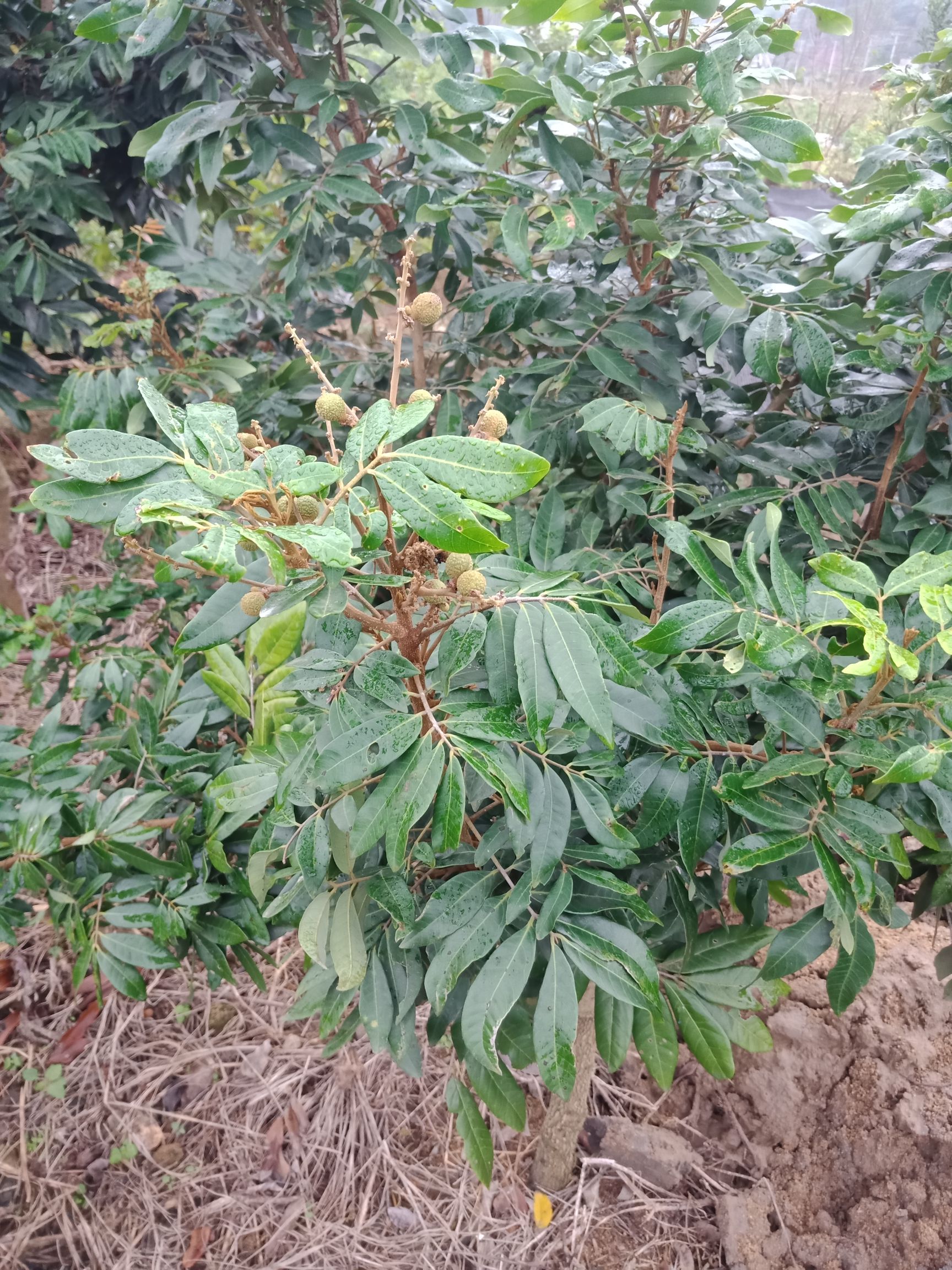 四季蜜龙眼苗  5年苗地径2公分大带土球发货的