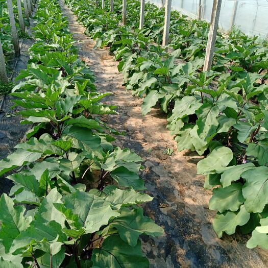 青州市紫长茄 混装通货 长茄