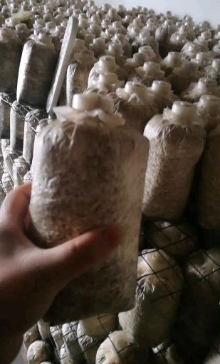 汉中棉籽壳萌发菌