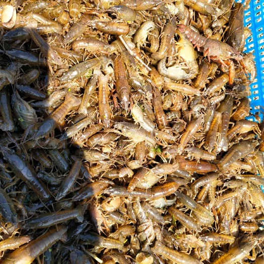 淮安清水小龙虾 塘虾