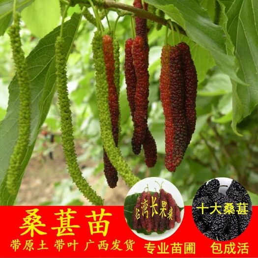 灵山县 大十果桑苗超级长果桑树苗甜桑甚苗四季种
果桑当年结果盆栽