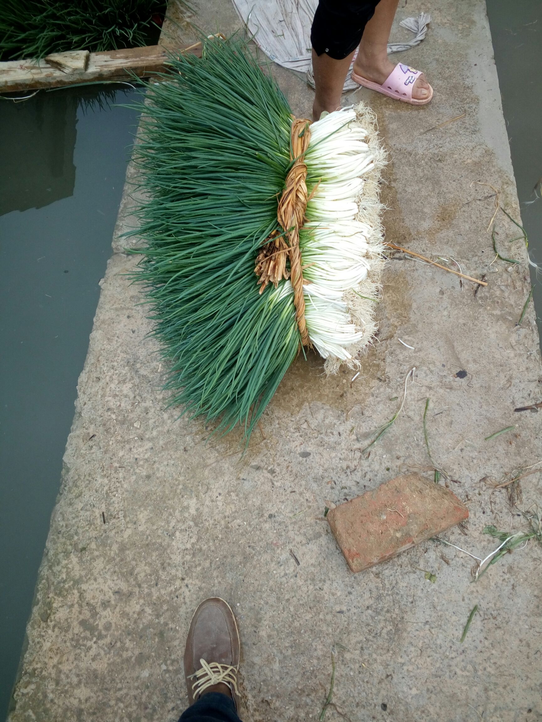 小香葱