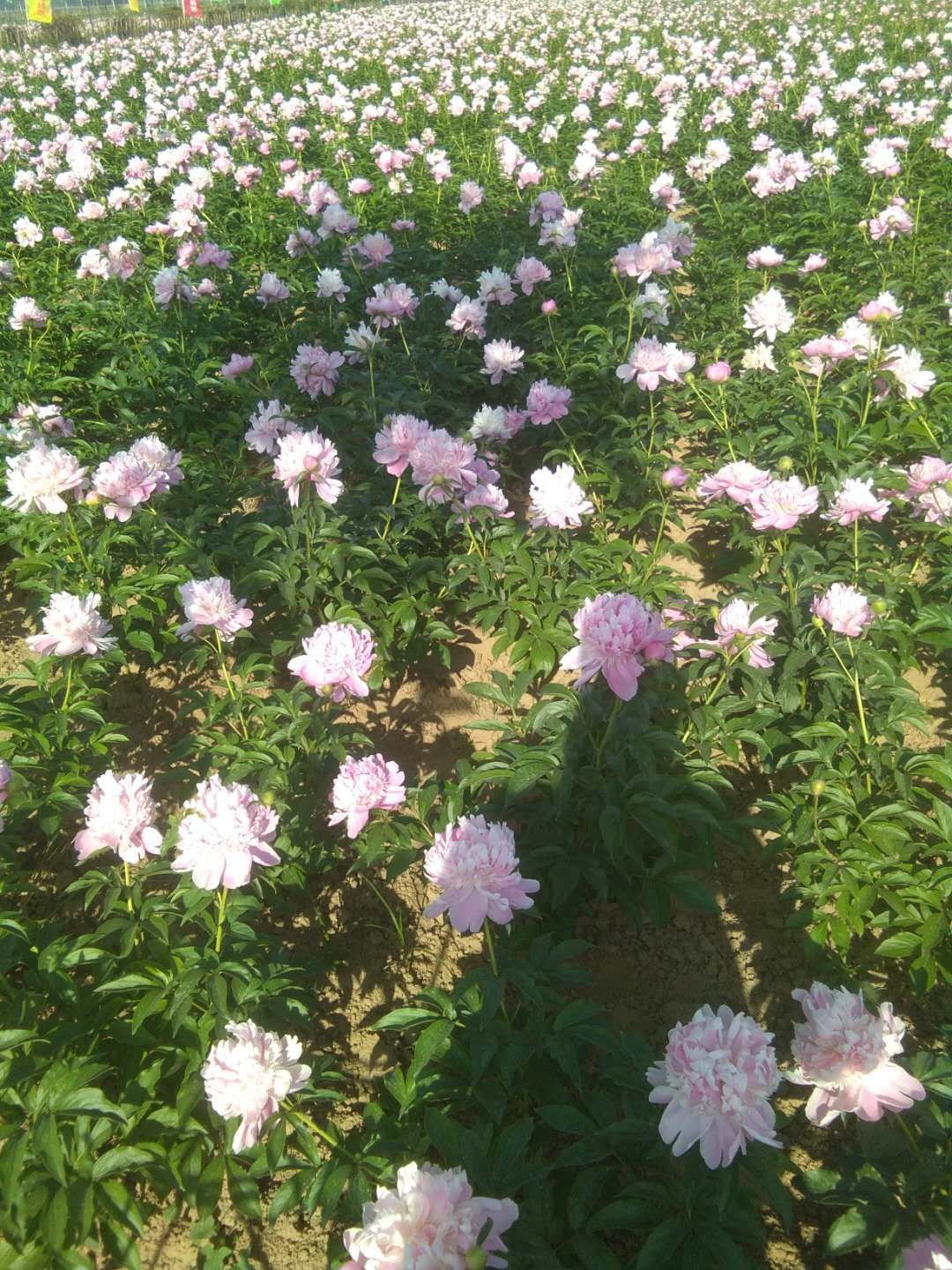 美丽芍药  观赏芍药，可以鲜切花，一手货源，重瓣芍药，保证品质