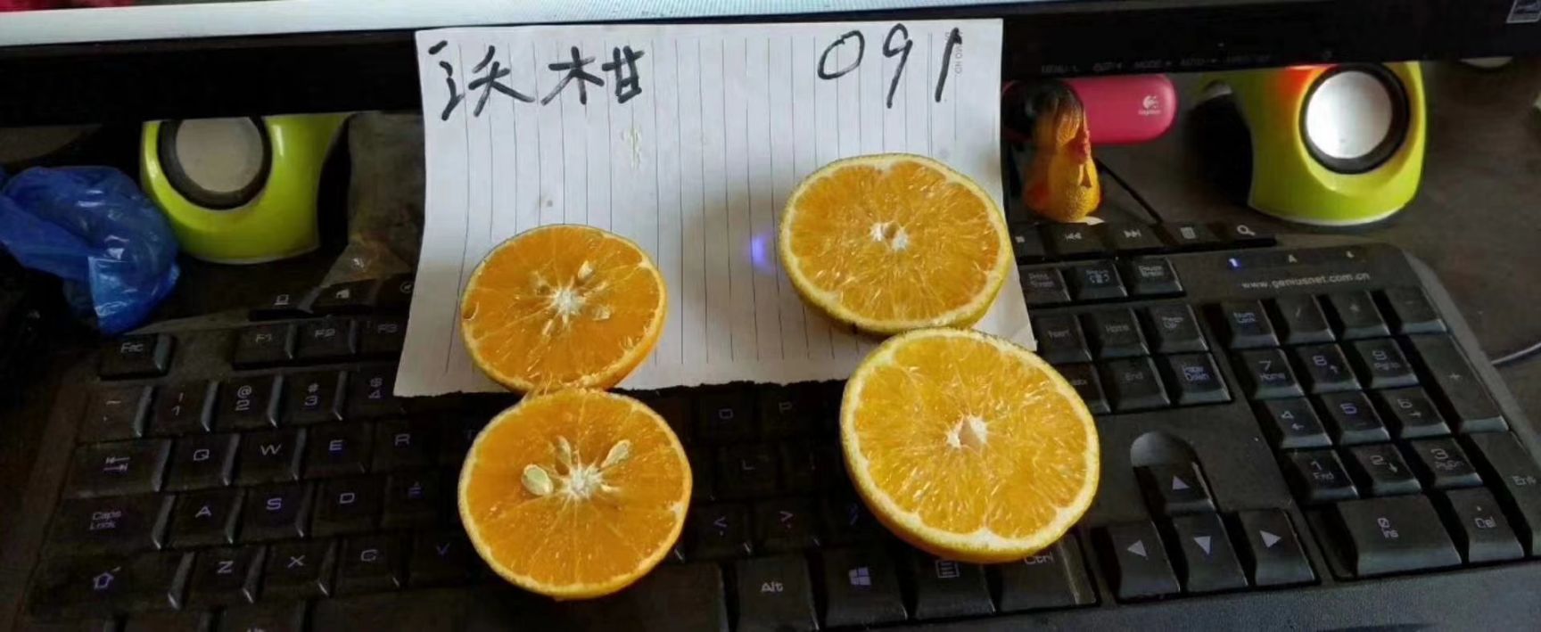  沃柑苗，091无籽沃柑