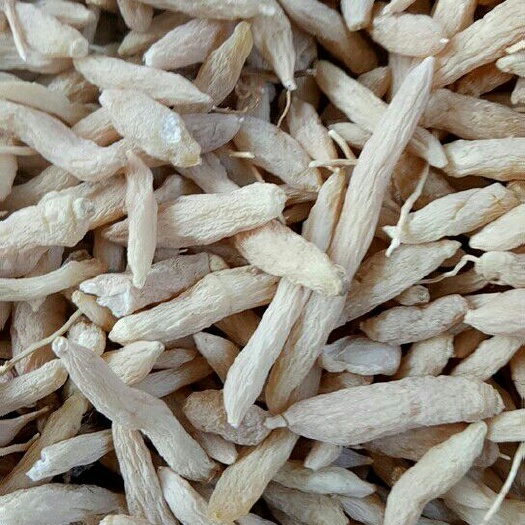 曹县麦冬