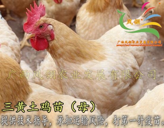南宁 三黄土鸡苗