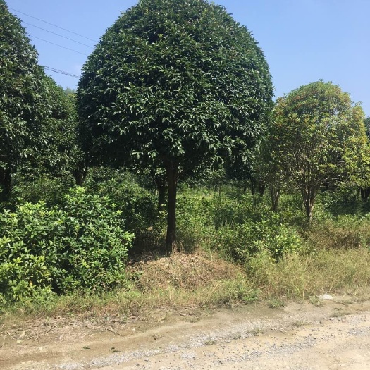 金桂
