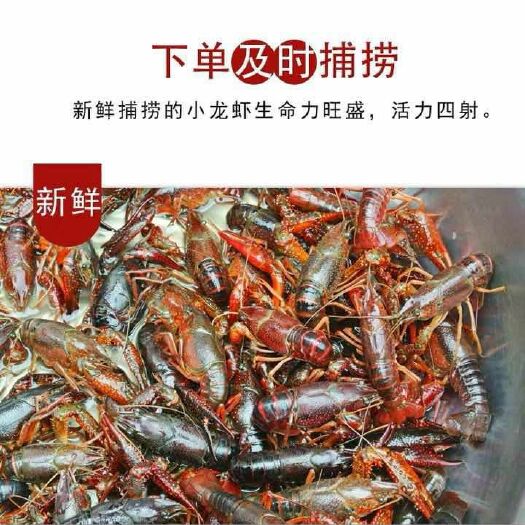 潜江市荆州小龙虾 4-6钱 人工养殖
