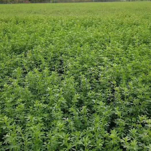 郓城县紫花苜蓿 牧草种子批发与零售