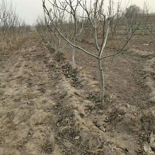 赞皇县嫁接核桃苗