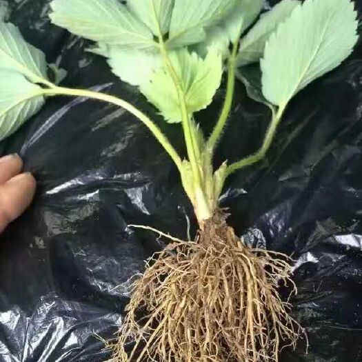 寿光市蒙特瑞草莓苗 10~20公分 地栽苗