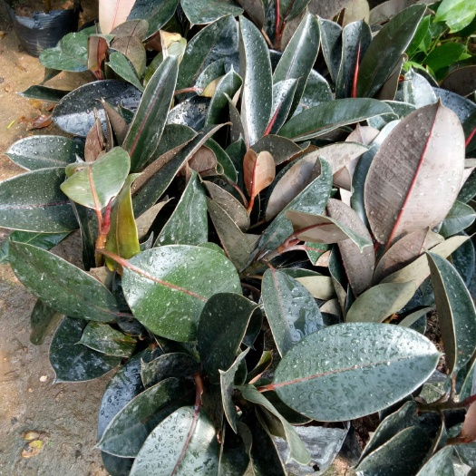 平邑县黑金刚盆栽