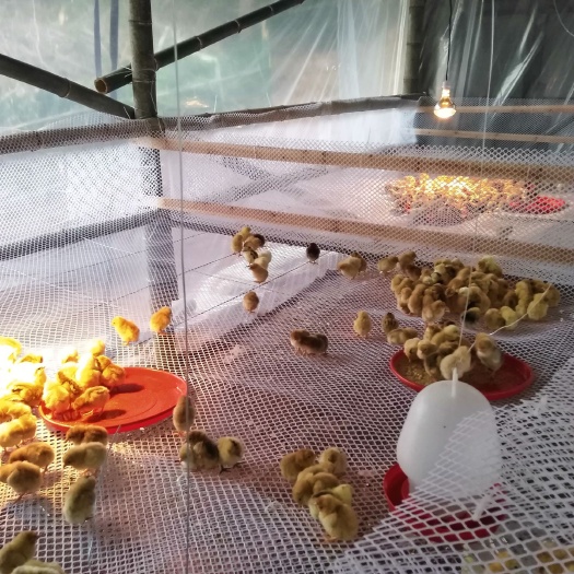 婺源县 绿壳蛋土鸡苗