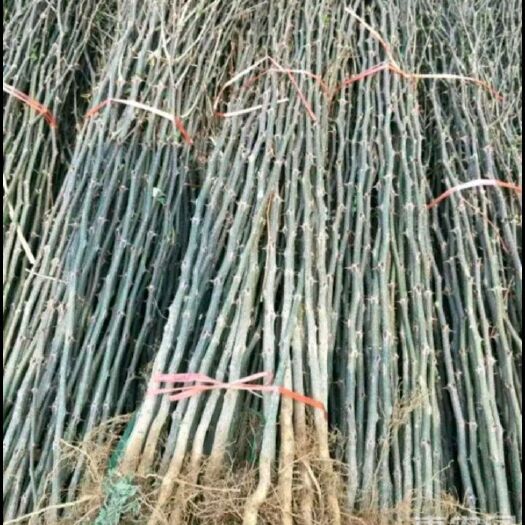 武陟县大红袍花椒苗