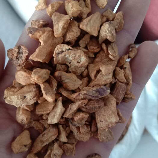 亳州菊苣根