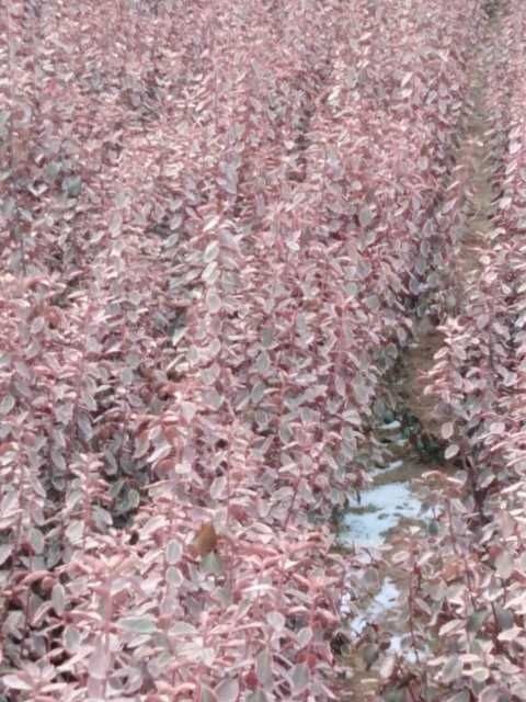 沂南县彩叶卫矛