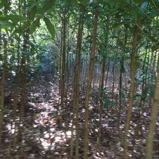 宜春普通金丝楠木