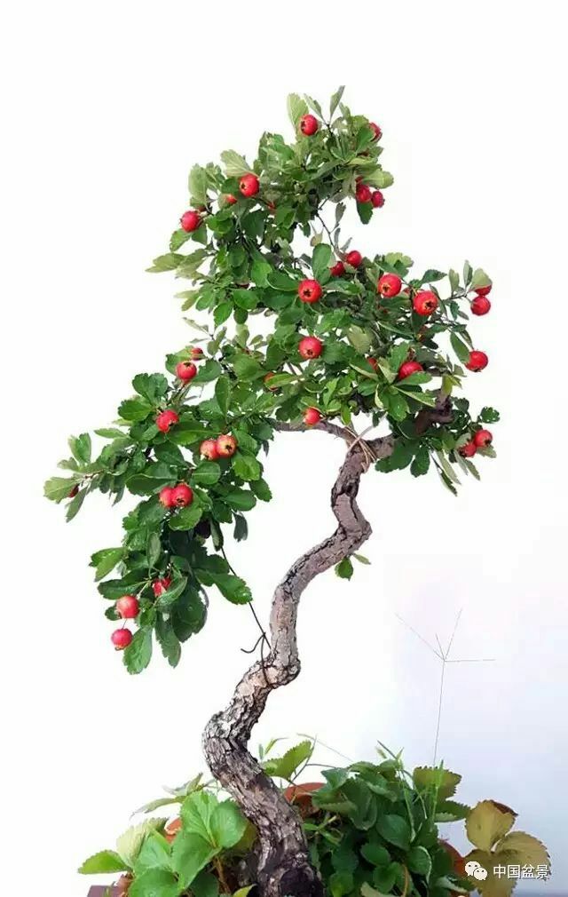 果树盆景