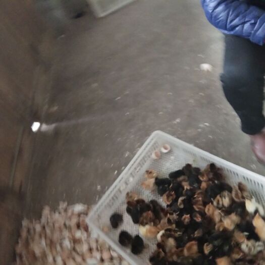 邹平市草鸡苗